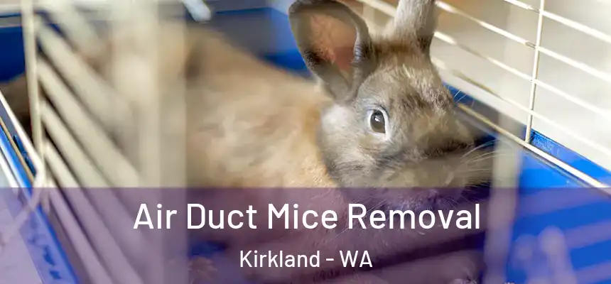 Air Duct Mice Removal Kirkland - WA