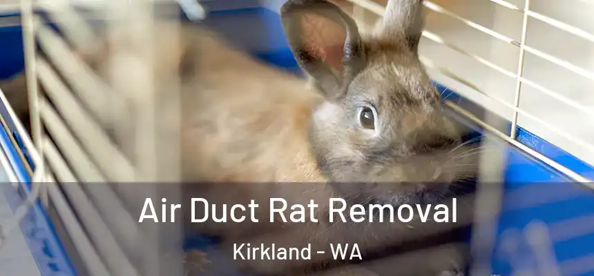 Air Duct Rat Removal Kirkland - WA