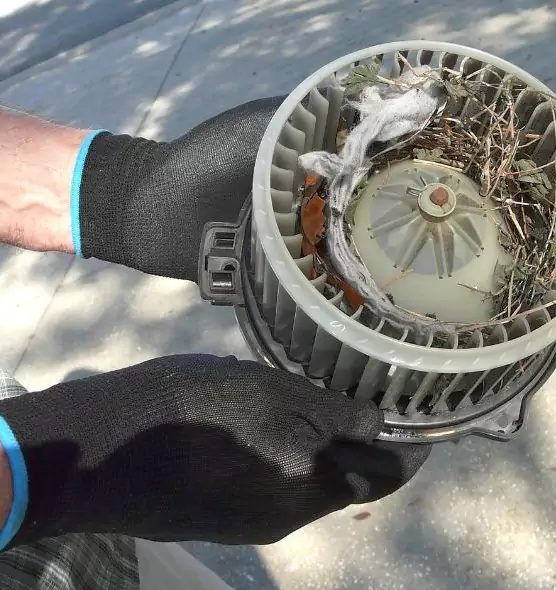 About Air Duct Mice Removal in Kirkland, WA